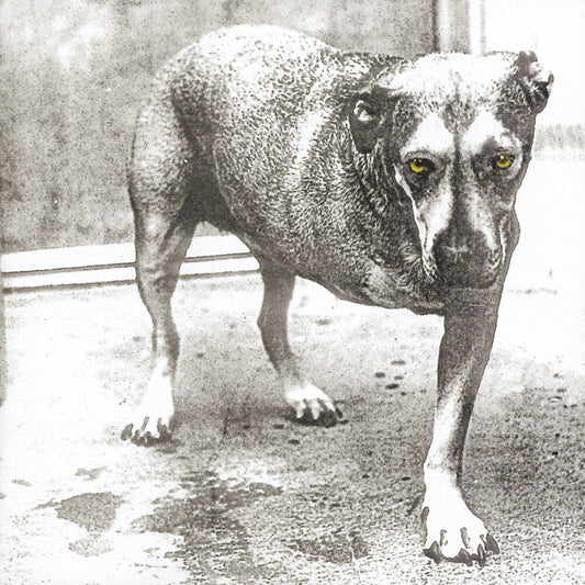 Alice In Chains - Alice In Chains (30th Anniversary Reissue) [Colored Vinyl] Vinyl Record - Mainstay Entertainment